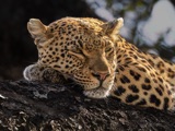 Vumbura Leopard